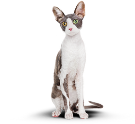 Кот после 3 месяцев питания Cat Energy.